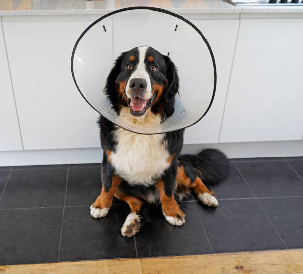 young bernese mountain dog wearing cone of shame sitting in the kitchen - coleira protetora imagens e fotografias de stock