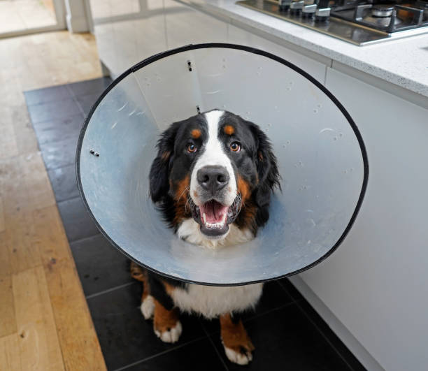 istock Young Bernese Mountain Dog wearing plastic protective collar sitting on the floor 1165184288