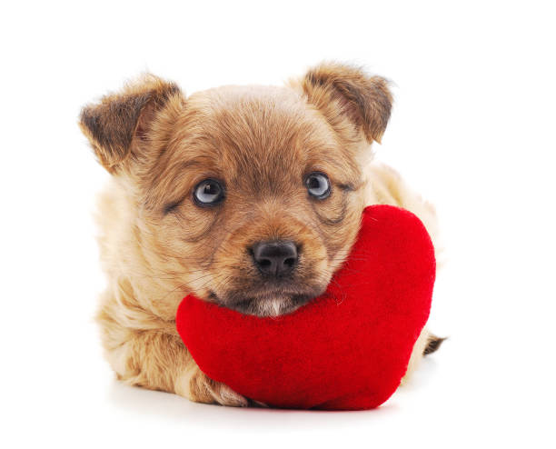 istock One little dog with a red heart. 1165184374