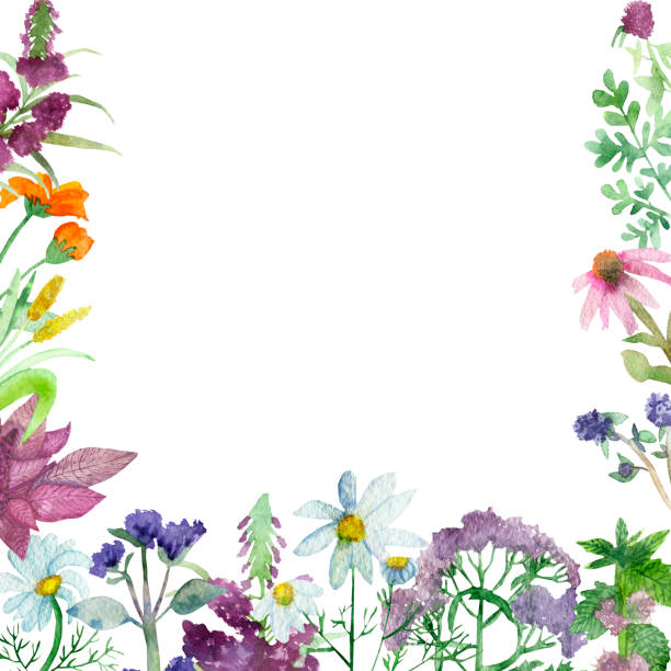 istock Watercolor hand painted nature medical herb border vertical banner frame with medicinal plants for invitations and greeting cards 1165187243