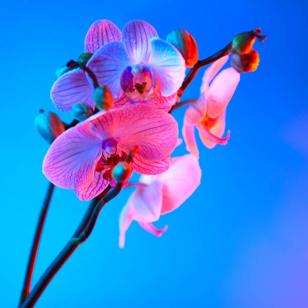 istock delicate pink Orchid with dew drops close-up on light blue background 1165188586