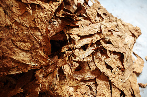Photo of dried tobacco leaves for cigarette industry.