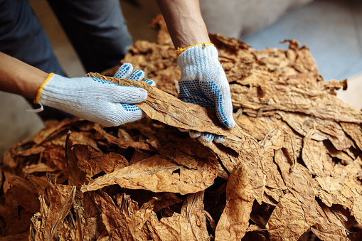 Close-up photo of man hands checking dry tobacco leaves quality