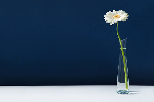 Tall white gerbera in glass vase on white table with blue wall background. Elegant simple design with copy space for invitations, postcards, quotes, blogs, posters, flyers, banners, webs, prints