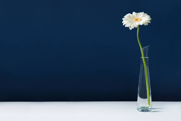 White gerbera in glass vase on white table Tall white gerbera in glass vase on white table with blue wall background. Elegant simple design with copy space for invitations, postcards, quotes, blogs, posters, flyers, banners, webs, prints white gerbera daisy stock pictures, royalty-free photos & images