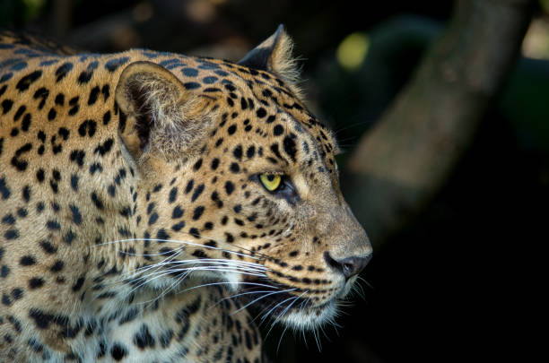 istock The Sri Lankan leopard (Panthera pardus kotiya) is a leopard subspecies native to Sri Lanka that was first described in 1956 by the Sri Lankan zoologist Deraniyagala. 1165190495