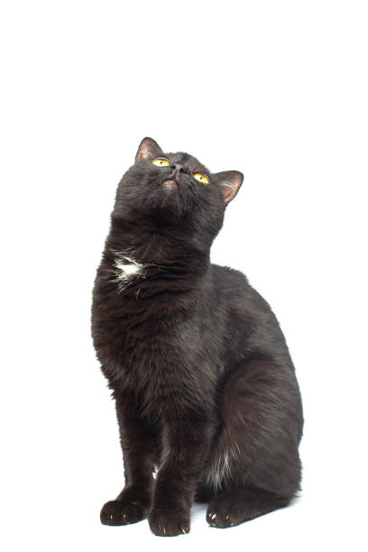 istock Black Cat sitting and looking up, isolated on white background 1165190593