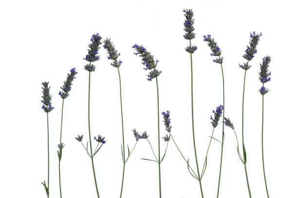 istock Lavender flowers isolated on white background 1165190947