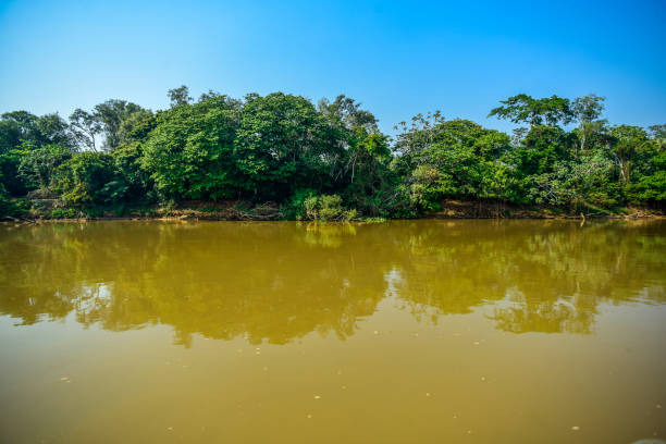istock landscape of river and jungle 1165192335