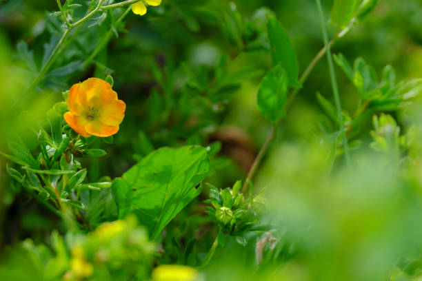 yellow flower cinquefoil grows on a branch with blurred foreground and background. stock photo