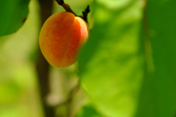 photo of apricot hanging on a branch with a blurred background stock photo