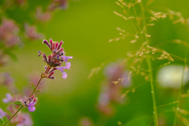 Closeup photo of a flower. Blurred background. stock photo