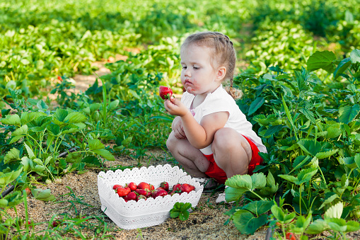 Child picking strawberry on fruit farm field on sunny summer day. Kids pick fresh ripe organic strawberry in white basket on pick your own berry plantation. Little girl eating strawberries