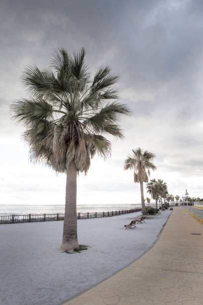 istock palm tree along the road in spain 1165196469