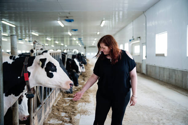 istock Woman connecting with cow in dairy farm. 1165196653