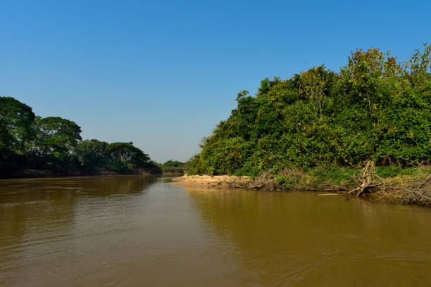 istock landscape of river and jungle 1165196661