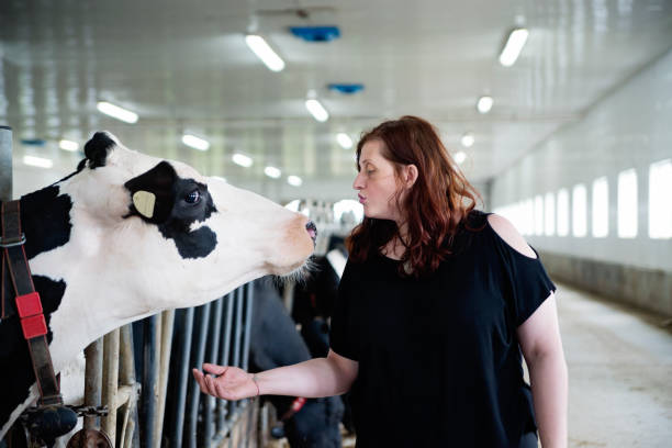 istock Woman connecting with cow in dairy farm. 1165196682