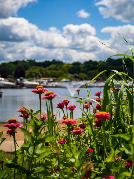 Wild Flowers Wild flowers with beautiful lake and fountain in background dre stock pictures, royalty-free photos & images