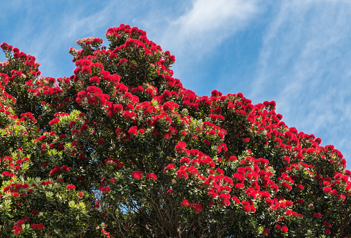 New Zealand Christmas tree with red pohutukawa flowers in bloom with blue sky and copy space