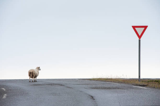 Sheep waiting her turn to cross the road.