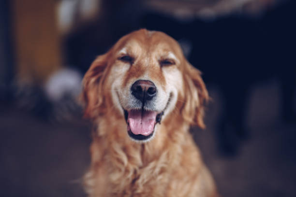 istock Golden Retriever Close Up 1165202559