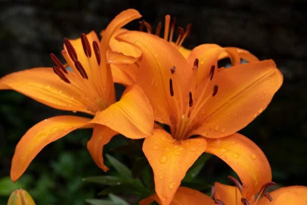 istock Beautiful Backyard Flower Gardens 1165203439