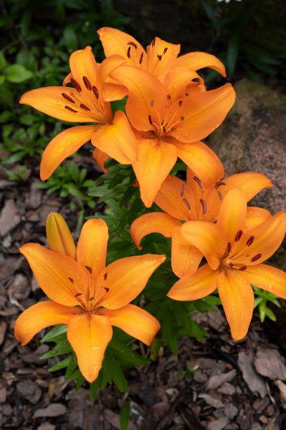 istock Beautiful Backyard Flower Gardens 1165203459