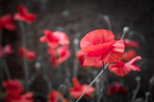 Close up color image depicting fresh red poppies growing wild at the side of the road. The background consists of the urban weathered wall of a building. The wall is rusted and damaged and in a general state of decay, which is contrasted markedly with the collection of beautiful flowers. Room for copy space.