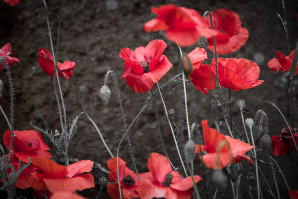 istock Fresh wild poppies growing at the roadside 1165203517