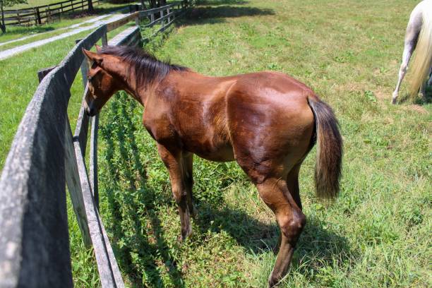 istock Beautiful filly grazing in the meadow with her grey dam 1165204591