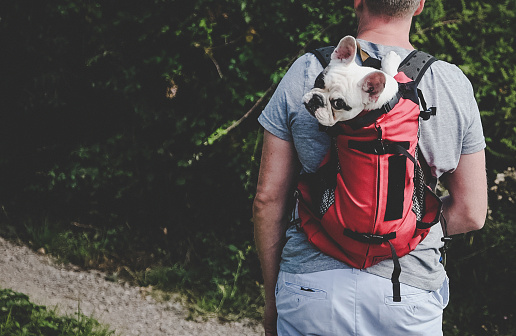 Man carrying his Frenchie puppy in a backpack