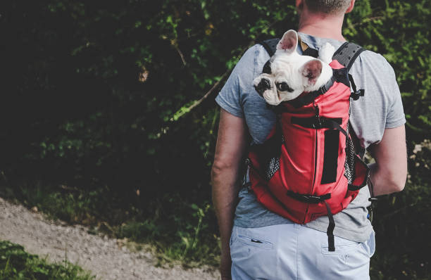 Man carrying dog in backpack pet carrier on a hiking trip stock photo