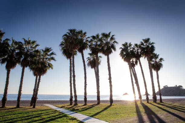 istock palm trees on a beach in spain 1165205286