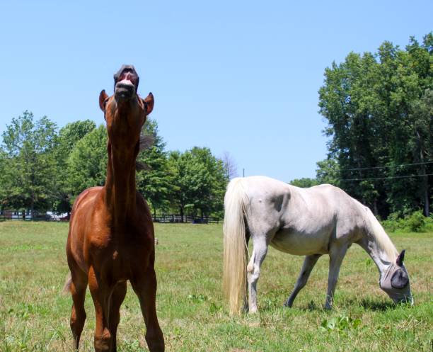 istock Cute Bay Filly making a funny face 1165205363