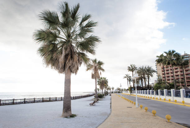 istock palm tree along the road in spain 1165205376