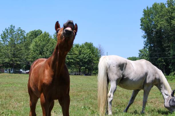istock Cute Bay Filly making a funny face 1165205425