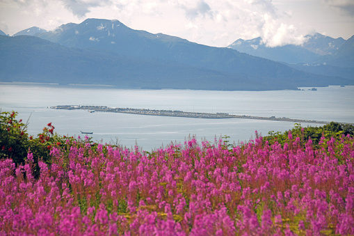 The Homer Spit in Kachemak Bay with fireweed in the foreground - Homer, Alaska