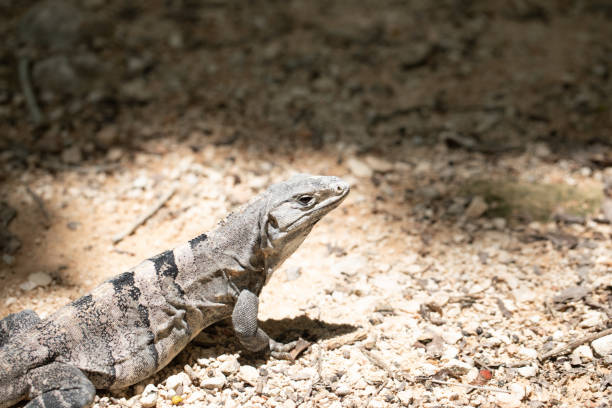 istock Chichen-Itza, Yucatan / Mexico - July, 24, 2019: Chichen Itza Archaeological site 1165209266
