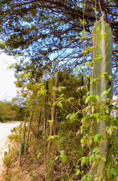 A branch in the mandacaru