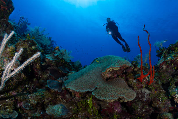istock Caribbean marine life and diver 1165212655