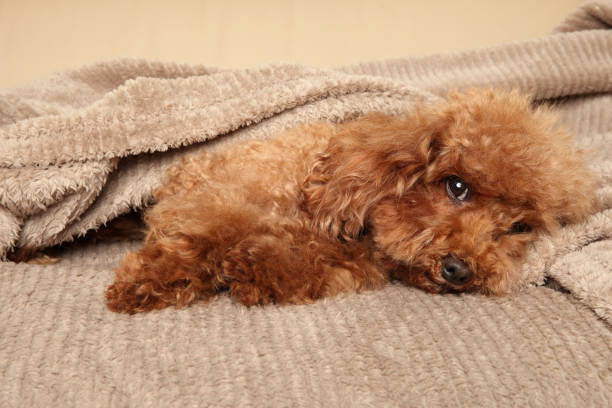 istock Toy Poodle puppy under blanket 1165212737