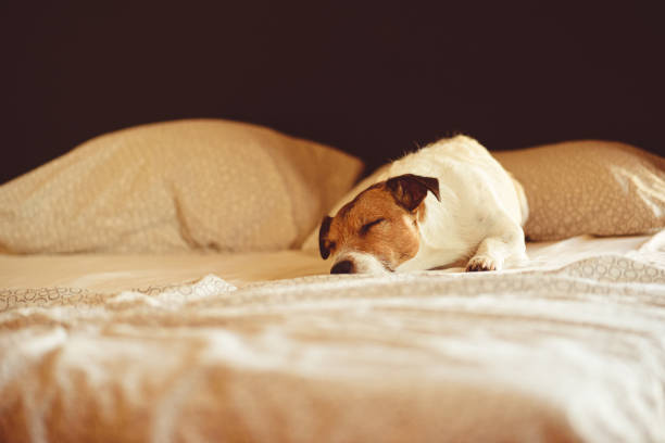 istock Cute dog sleeping and resting in human bed at sunny morning 1165213441