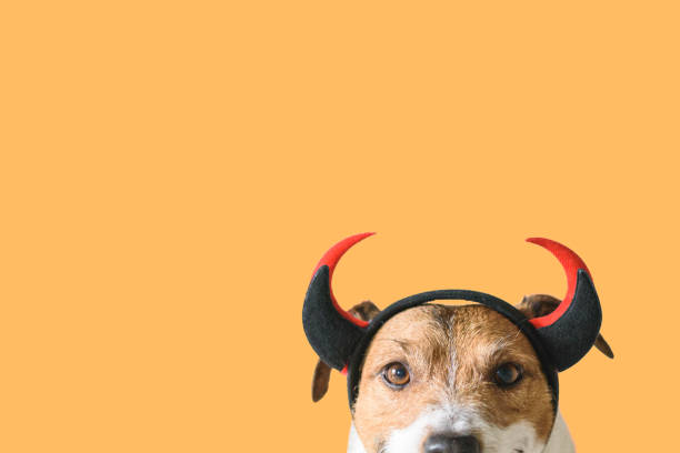 dog wearing devilish horns as funny halloween outfit - devil dogs imagens e fotografias de stock