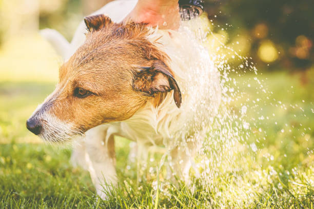 lavado de perros bajo manguera de jardín en el caluroso día de verano - sprinkling can fotografías e imágenes de stock