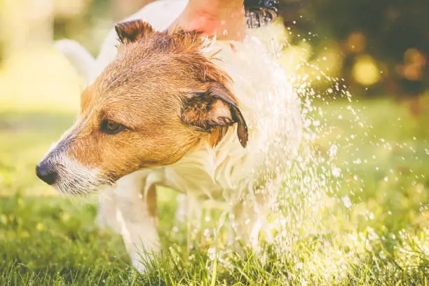 Jack Russell Terrier refreshing and cooling down at hot weather day