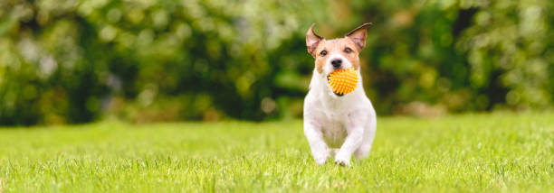 뒤뜰 잔디밭에서 애완 동물 장난감 공을 가지고 노는 작은 행복한 개 (복사 공간이있는 파노라마 작물) - horizontal dog nature outdoors 뉴스 사진 이미지
