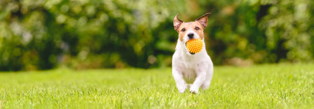 mały szczęśliwy pies bawiąc się z pet toy ball na trawniku podwórku (panoramiczne uprawy z kopią miejsca) - puppy dog toy outdoors zdjęcia i obrazy z banku zdjęć