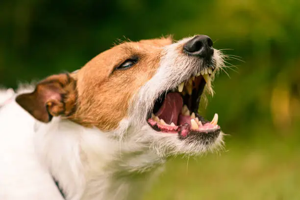 Jack Russell Terrier dog behaves aggressively