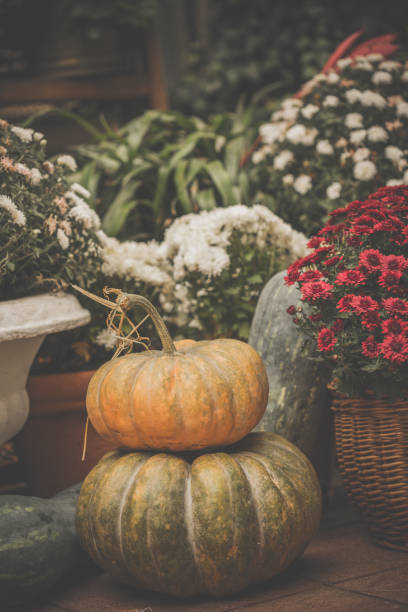 istock Pumpkins in an autumn garden 1165214307