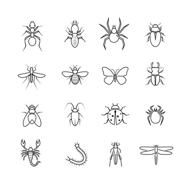 Bug and insects line icons set Bug and insects line icons set, set of 16 editable filled, Simple clearly defined shapes in one color. midge fly stock illustrations